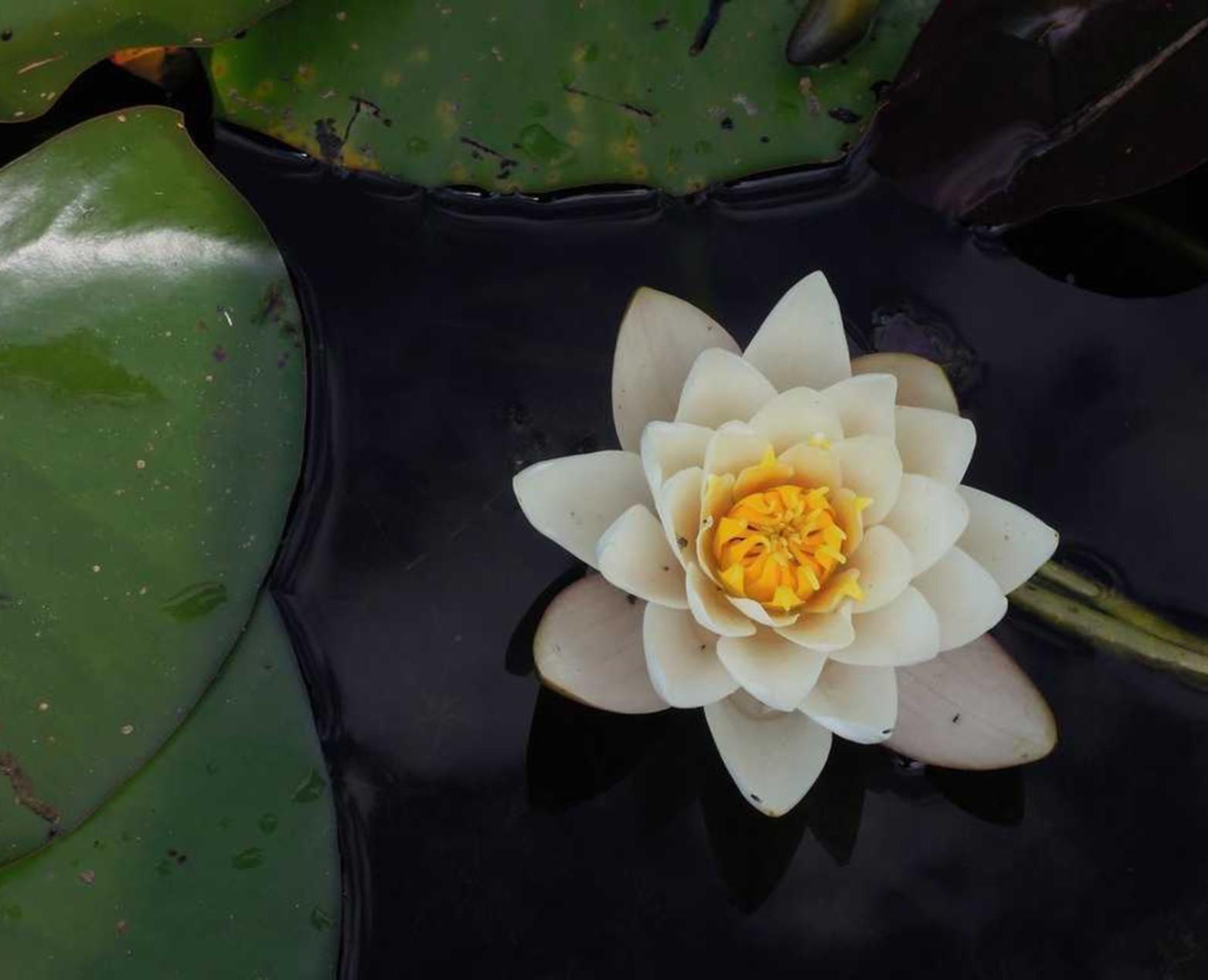 防封电销卡:喵咪视频app详情下载教程安装