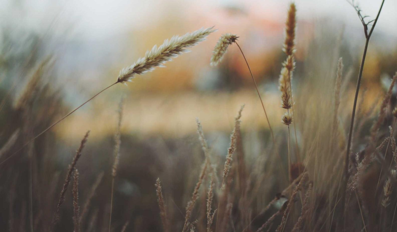 贝纳查比华士 Brevas(12支):刷机后无法注册运营商账号