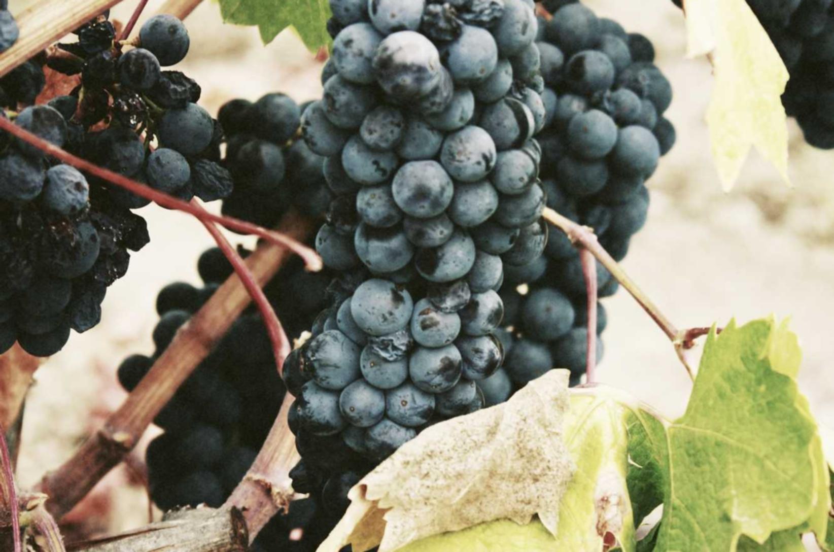 微信买号网站：广州高校招生代理平台