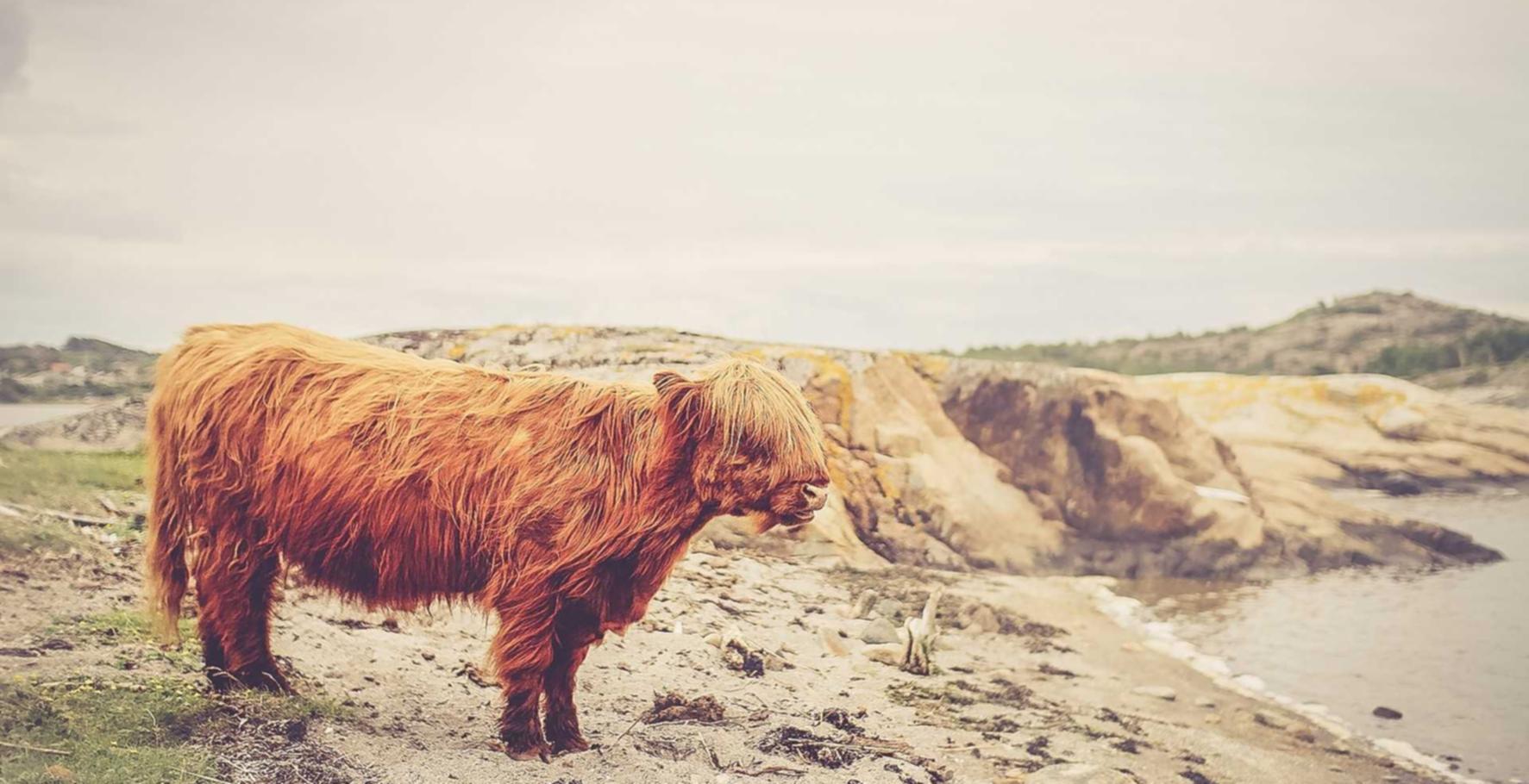 战地风云5：南充书画购买平台