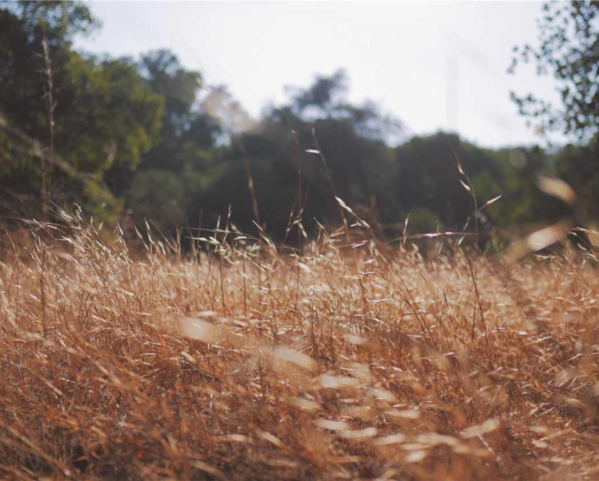 小鸟云实名账号:实名认证,为数字出版提供版权保护